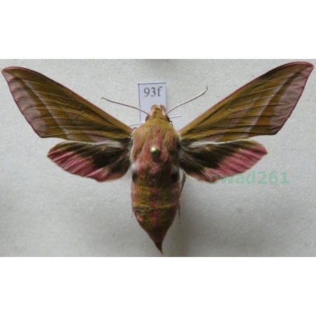 Deilephila elpenor (Linnaeus, 1758) Zmrocznik gładysz Czech93f